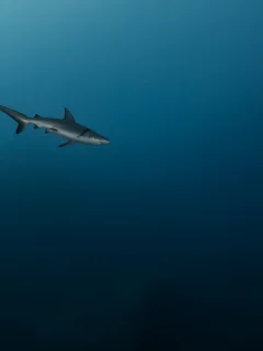 море, глубина, , синева, акула, одиночка, на охоте, хищница
