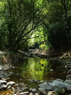priroda, reka