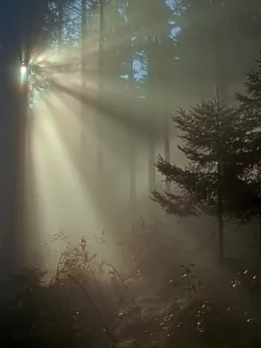 природа, утро, туман