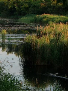 природа, вода, ручей