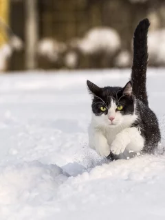 снег, пробежка, зима