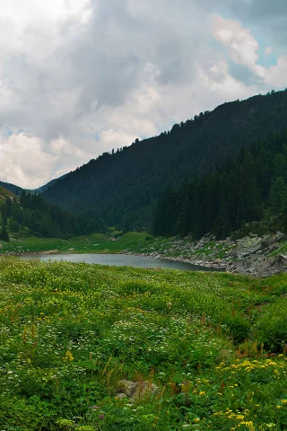 Рила, Болгария, горы, деревья, лес, небо, облака, природа, пейзаж, озеро, цветы