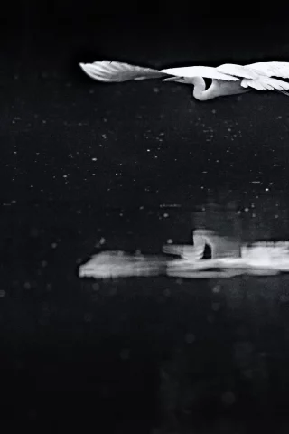 озеро, вода, ночь, цапля, полёт, отражение