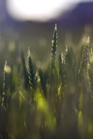 макро, растения, зеленый, пшеница, растительность