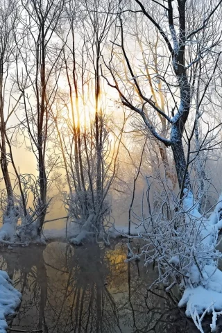 природа, зима, деревья, туман, снег