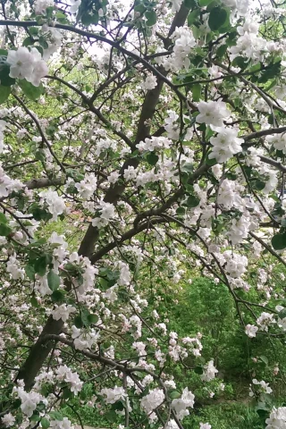 дерево, яблоня, природа