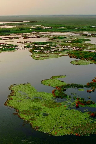 природа, вода, болото