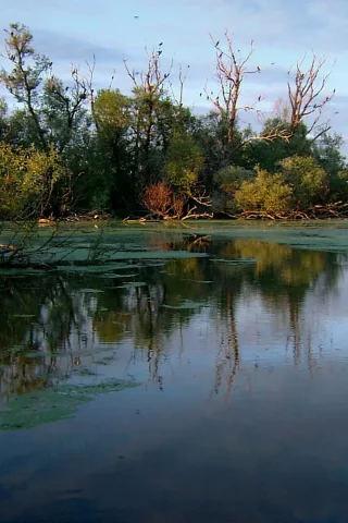 природа, вода, ручей