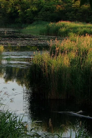 природа, вода, ручей