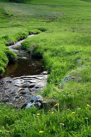природа, вода, ручей