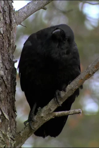 животные, птицы