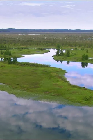 природа, вода, болото