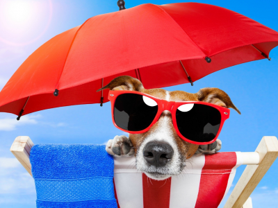 собака, очки, зонт