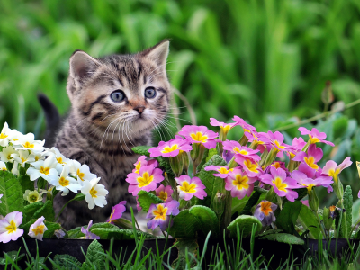 котенок, цветы
