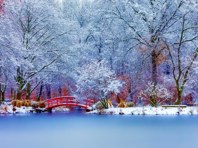 деревья, природа, пейзаж, зима, снег