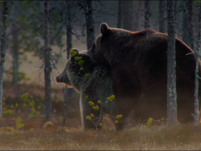 животные, медведи, лес