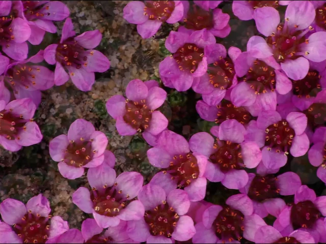 природа, цветы