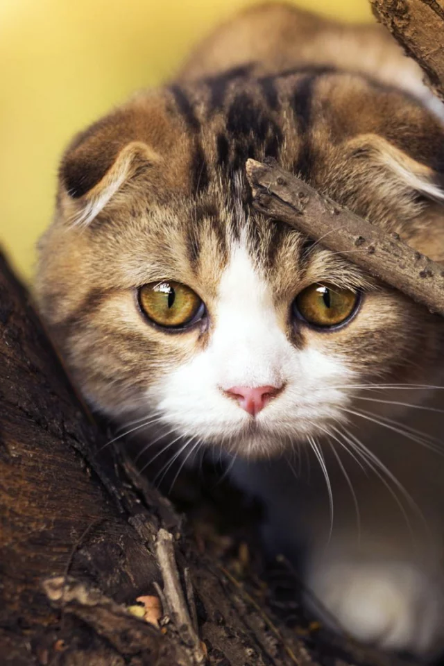 кот, дерево, глаза