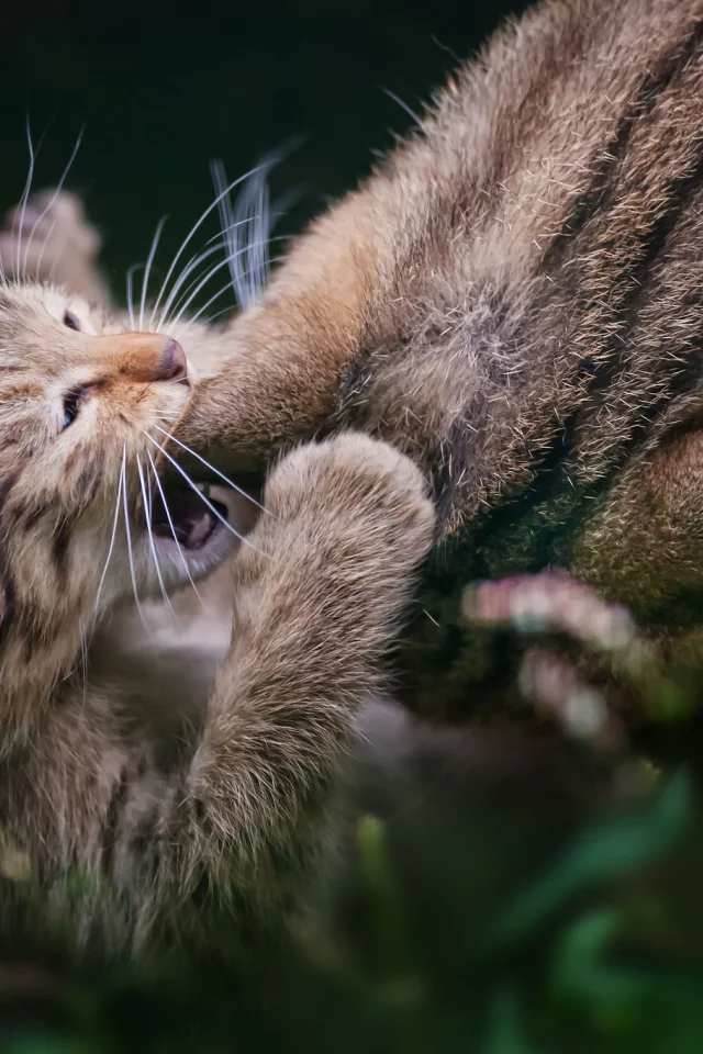 серые, котенок, игра, кошка, семейство