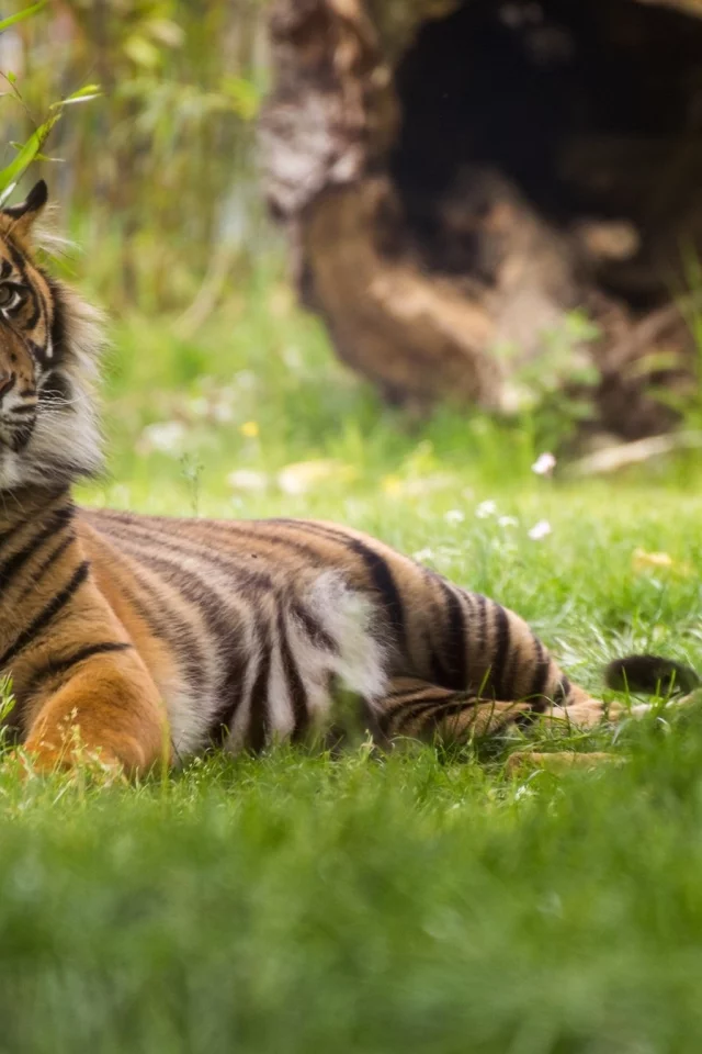 tiger, животные, тигры, тигр