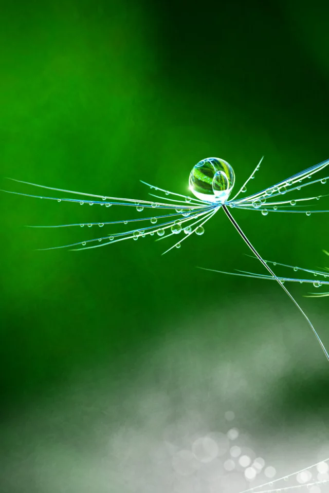rain, flower, nature, dandelion, matej hudak