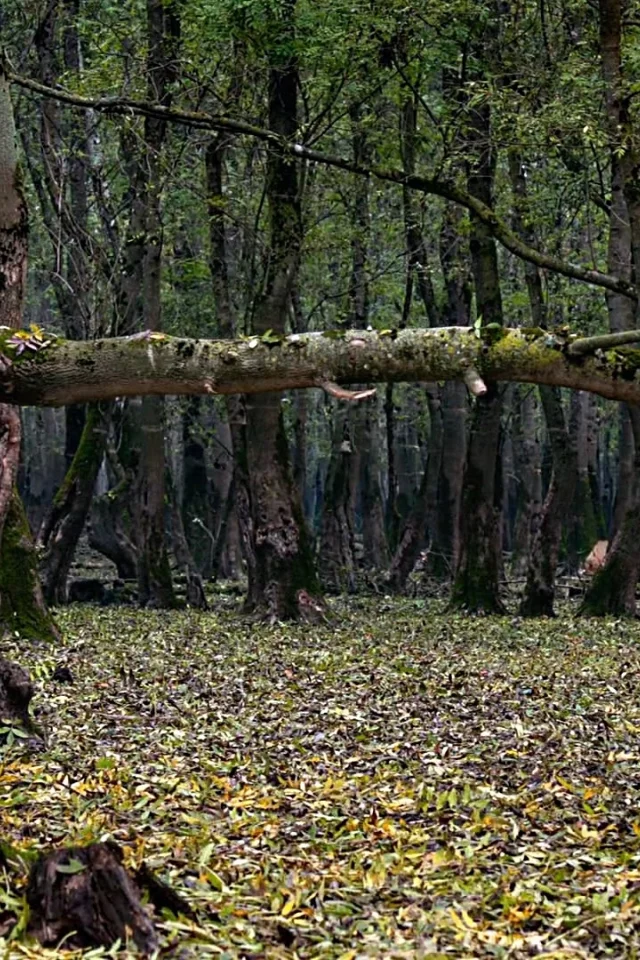 природа, ЛЕС