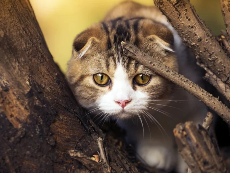 кот, дерево, глаза