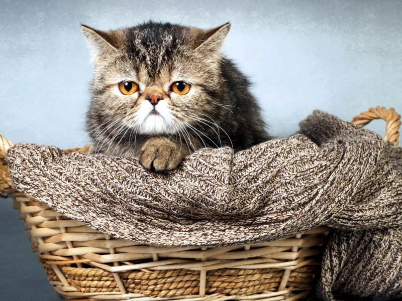 кот, корзинка, шарф
