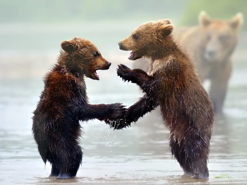 фон, медведи, природа