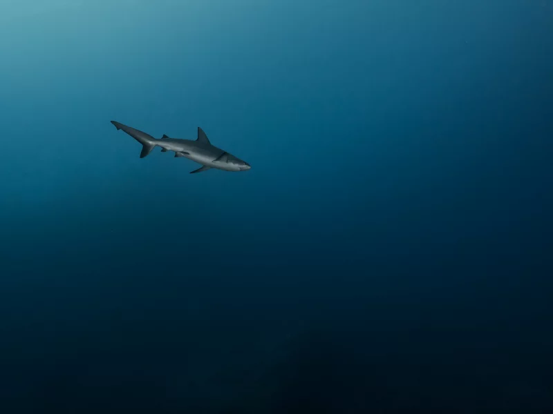 море, глубина, , синева, акула, одиночка, на охоте, хищница