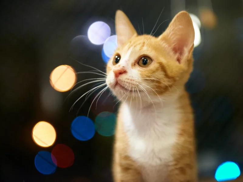 блики, взгляд, котенок, рыжий