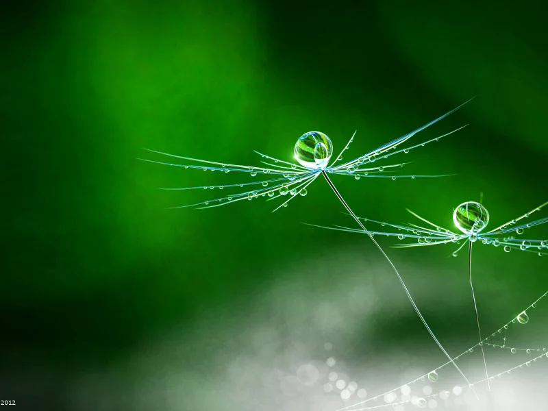 rain, flower, nature, dandelion, matej hudak