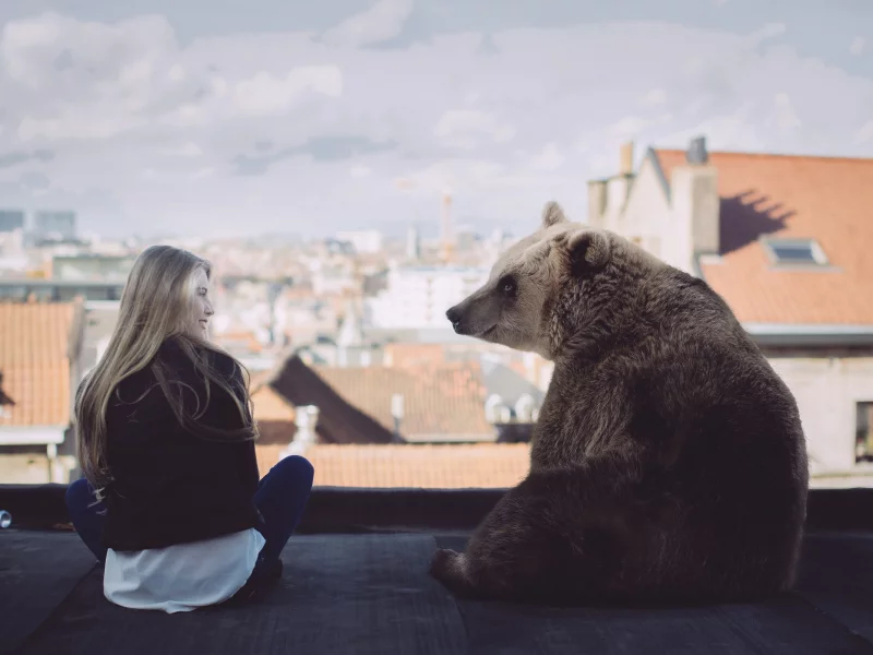 медведь, ситуация, девушка