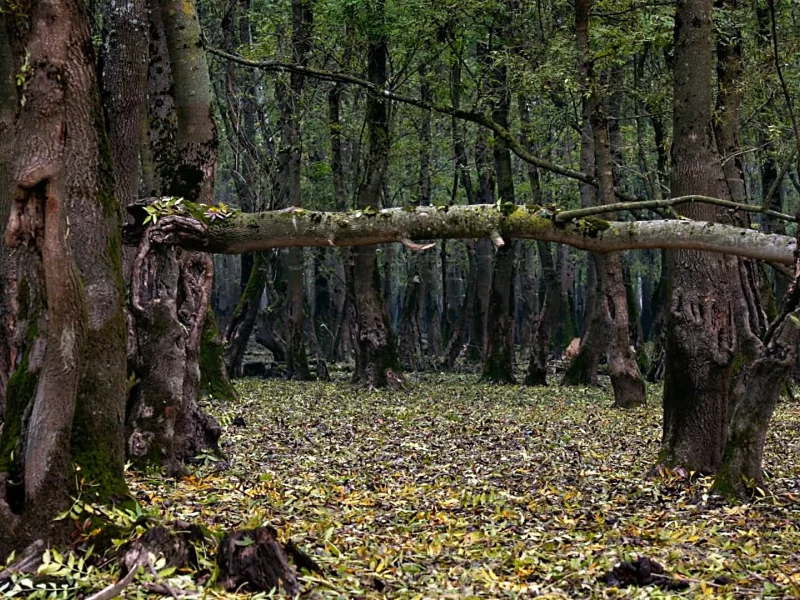 природа, ЛЕС