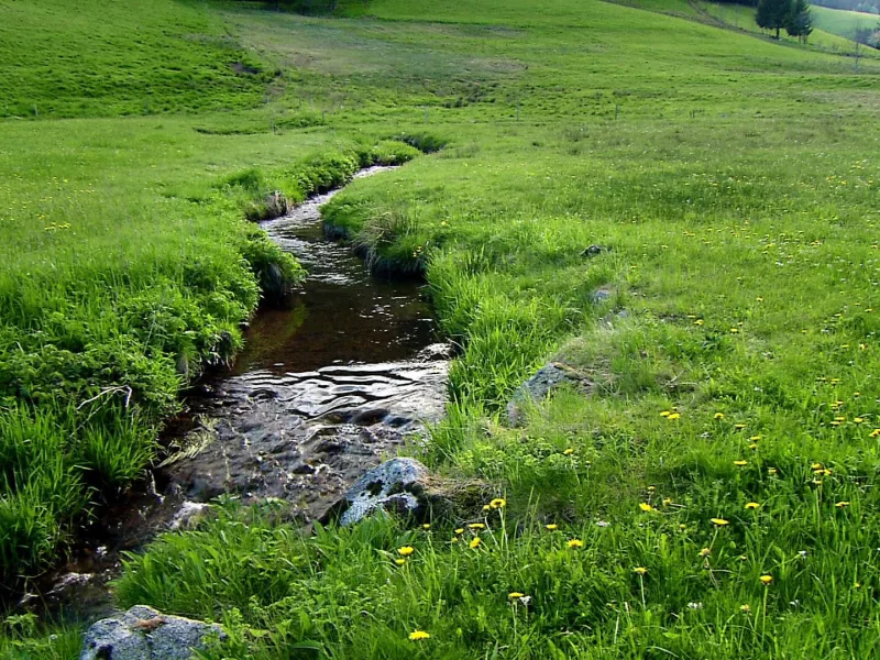 природа, вода, ручей