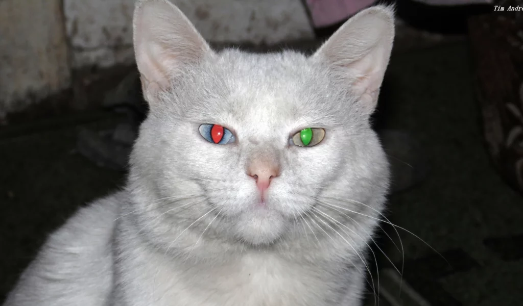 кот, белый, глаза, разные