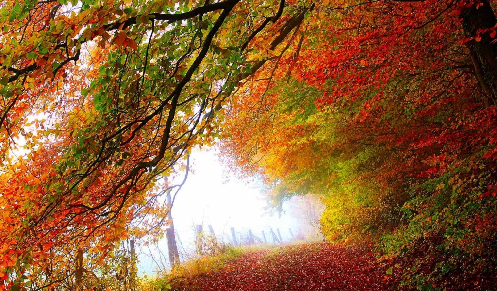 road, trees, leaves, park, forest, colors, colorful, fall, path, walk, листья, autumn, nature