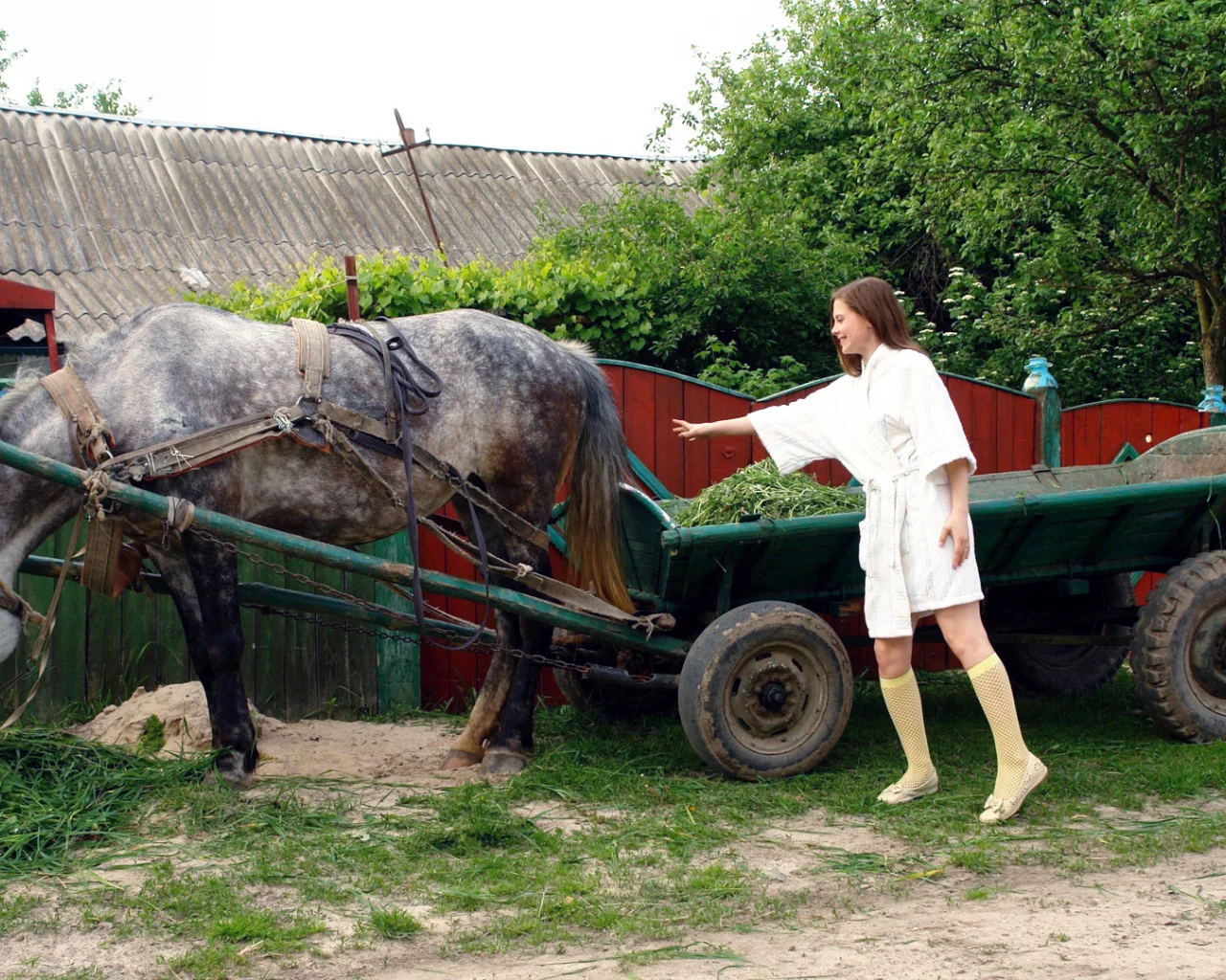улица, лошадь, девушка