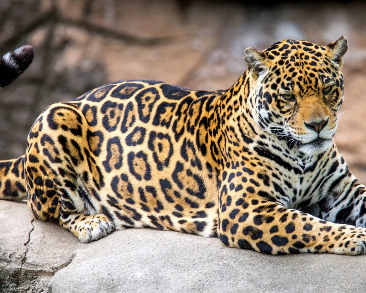 ягуар, хищник.кошечка