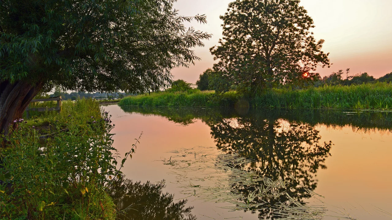 природа, вода, деревья, камыш, закат