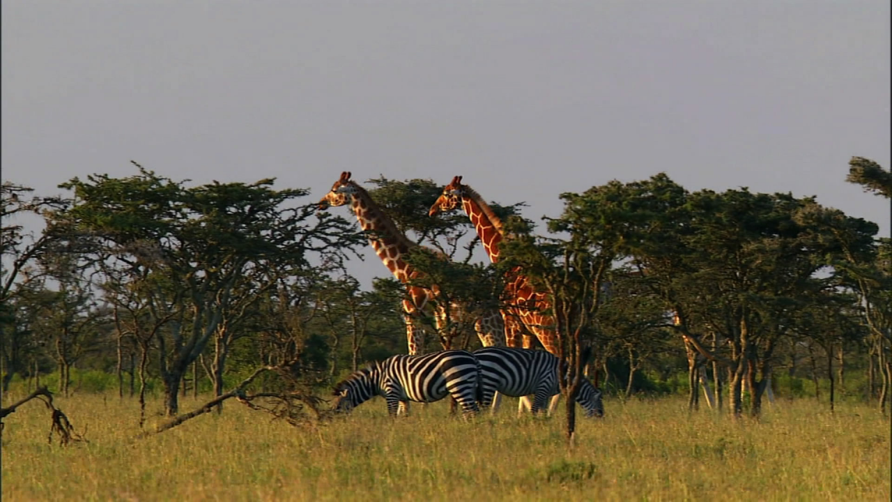 животные, жирафы, зебры