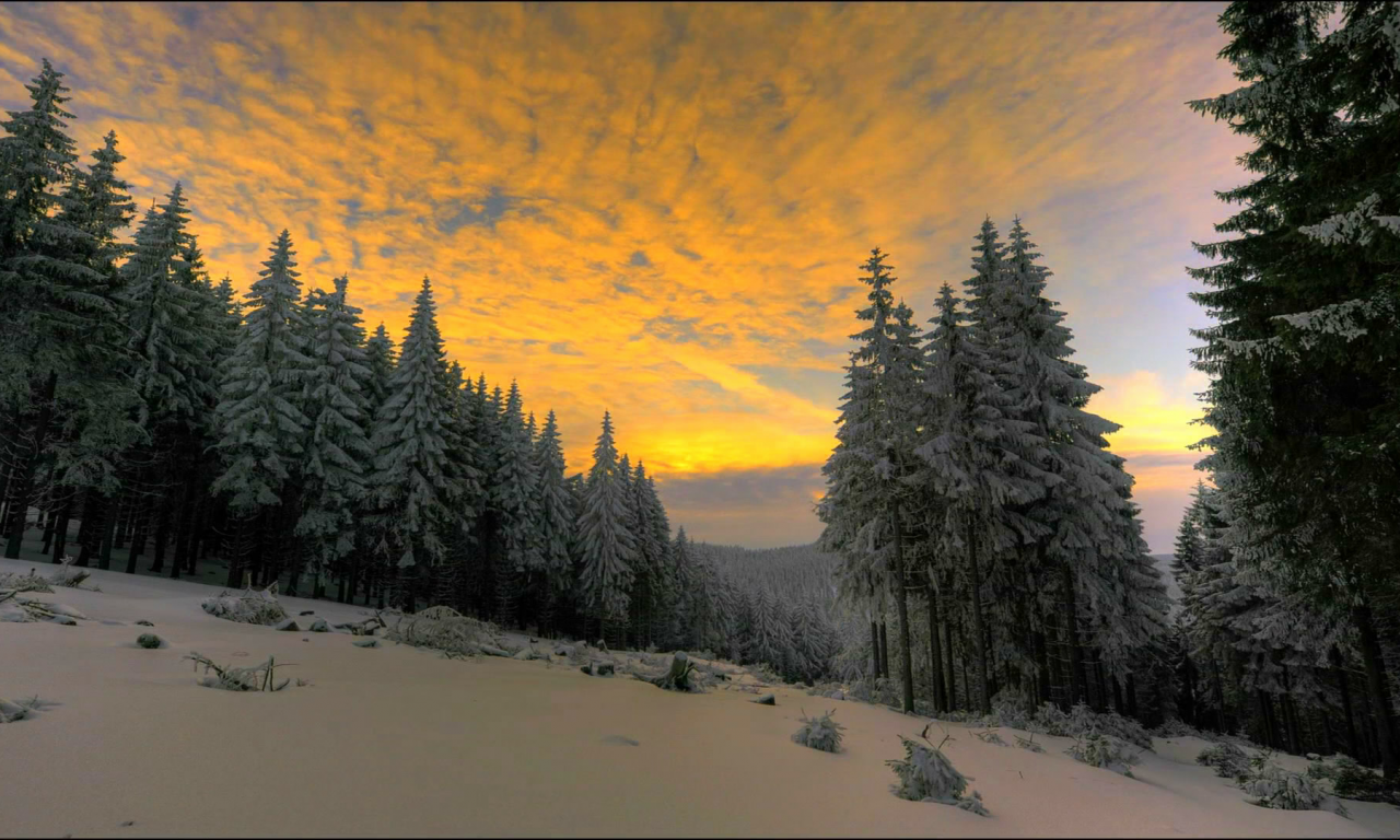 природа, зима, лес