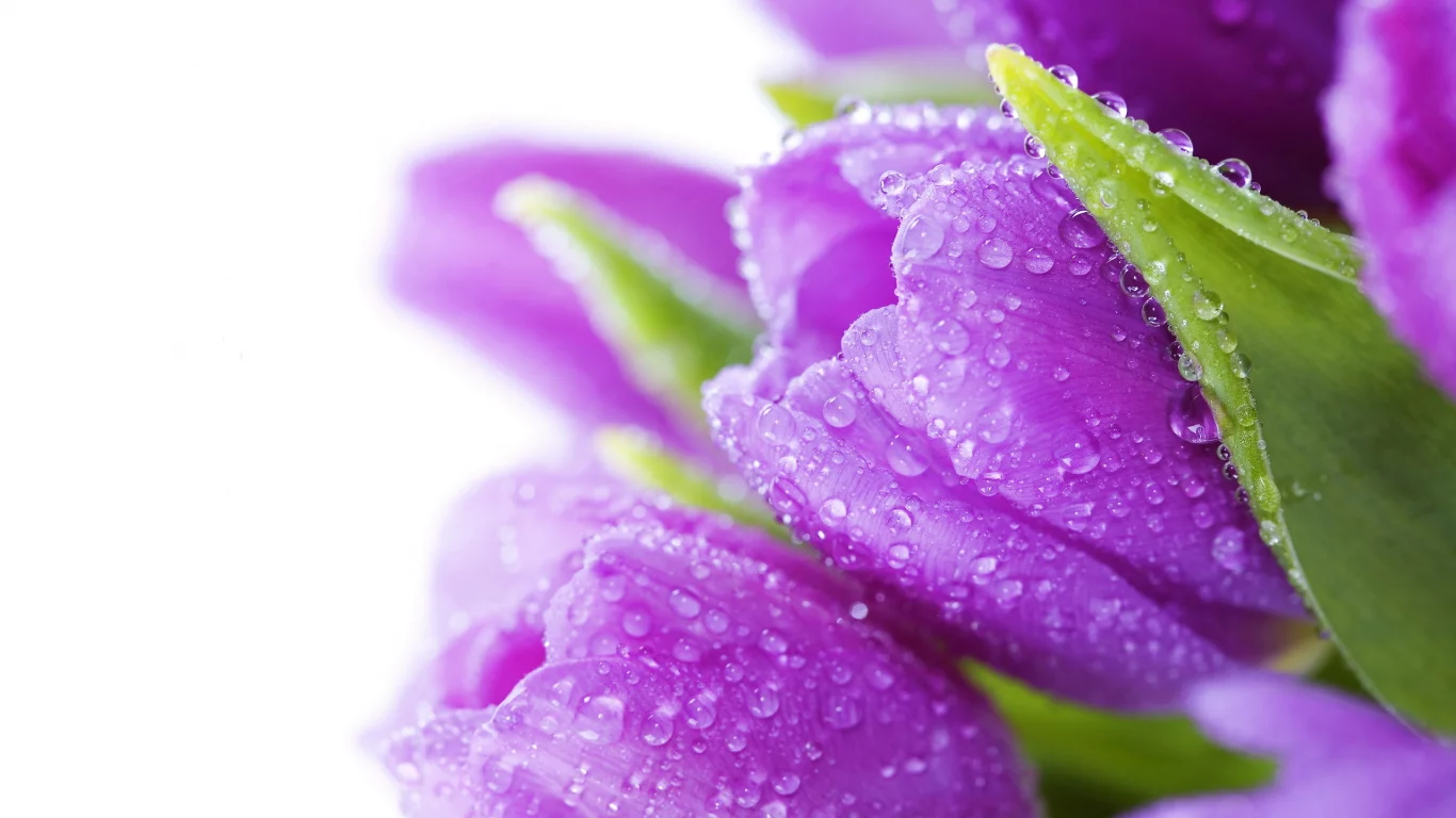 bright, bouquet, drops, beauty, violet, цветы, water, тюльпаны, flowers, tulips