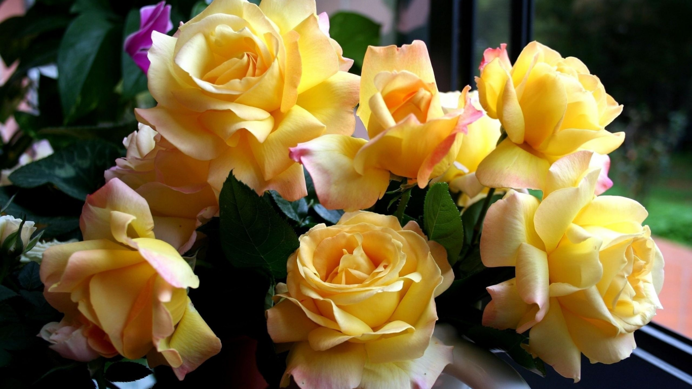 красивые, розы, желтые, цветы, жёлтые, букет