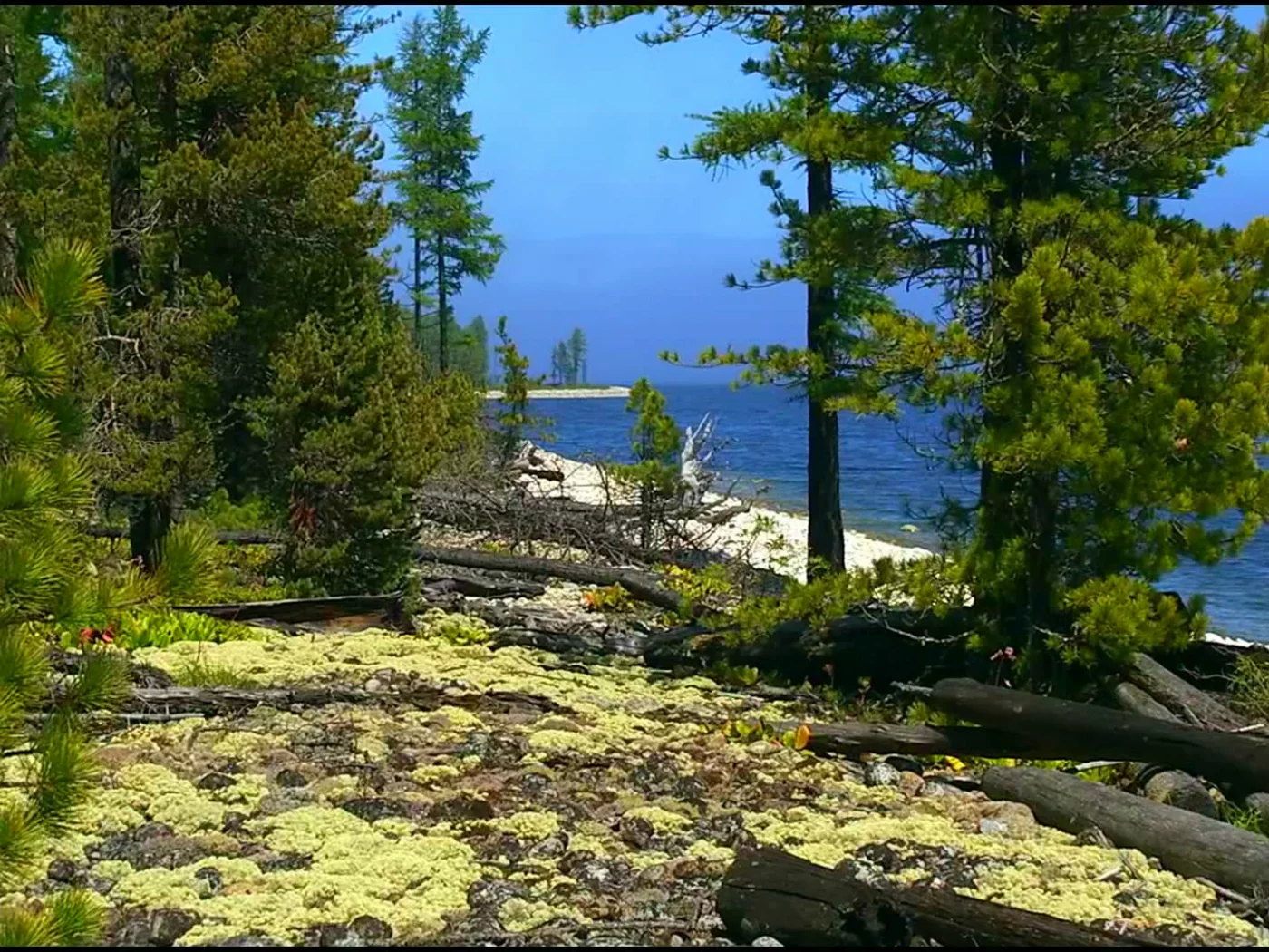 природа, лес, море