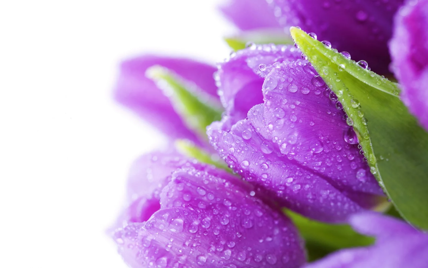 bright, bouquet, drops, beauty, violet, цветы, water, тюльпаны, flowers, tulips