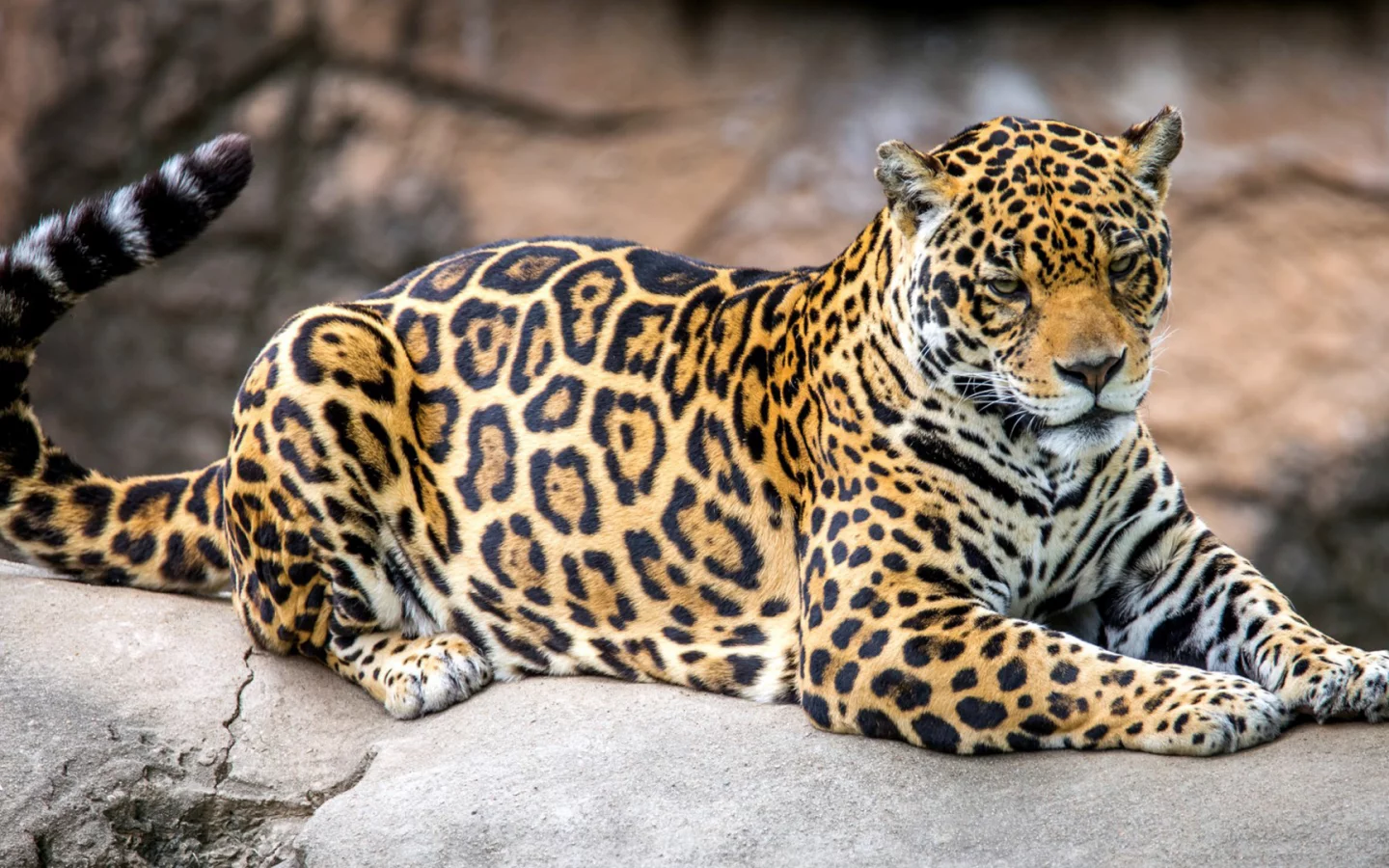ягуар, хищник.кошечка