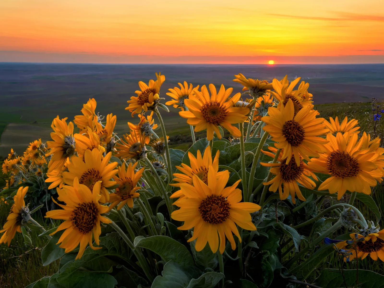 цветы, вечер, закат, небо, природа, пейзаж