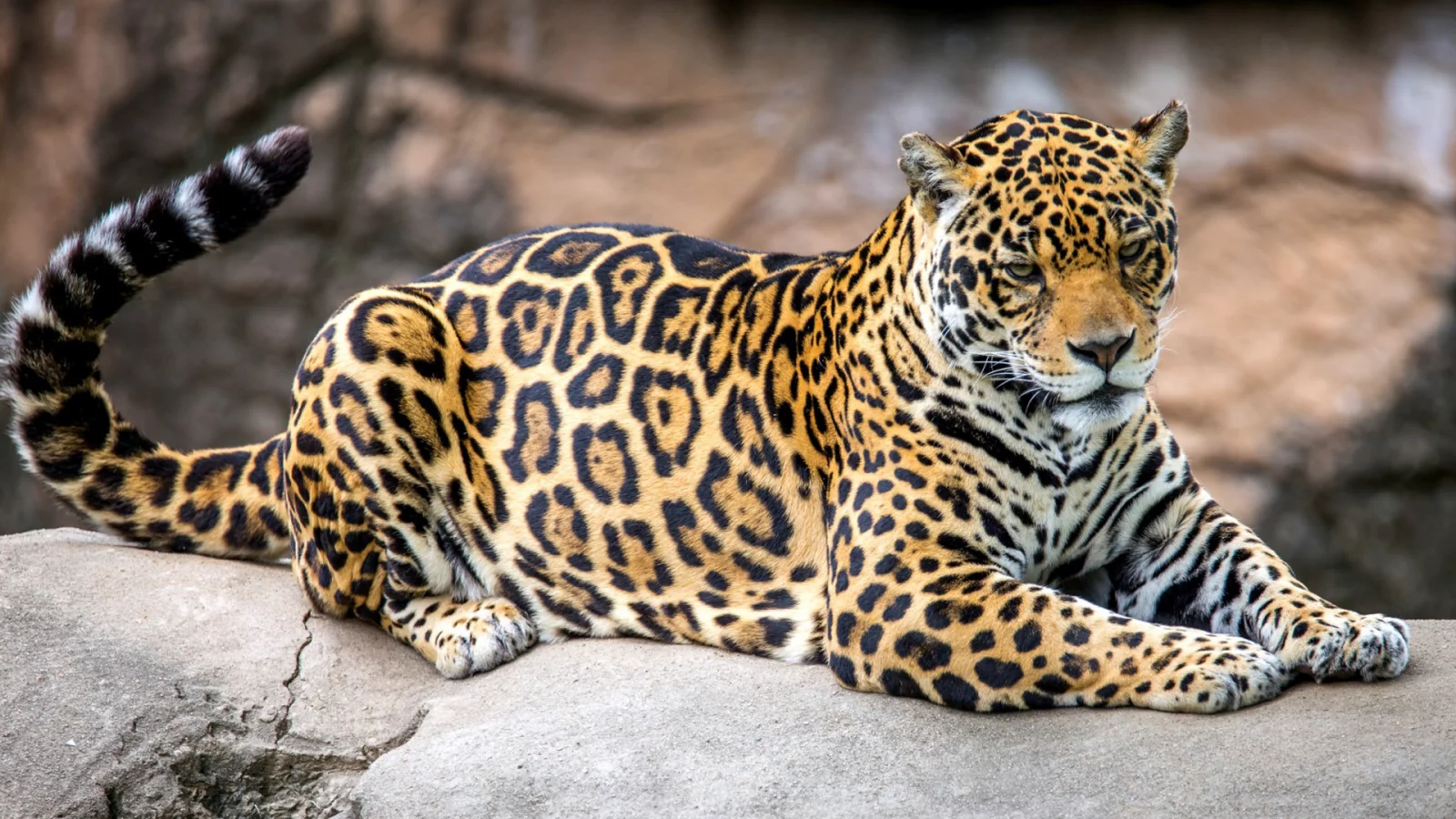 ягуар, хищник.кошечка