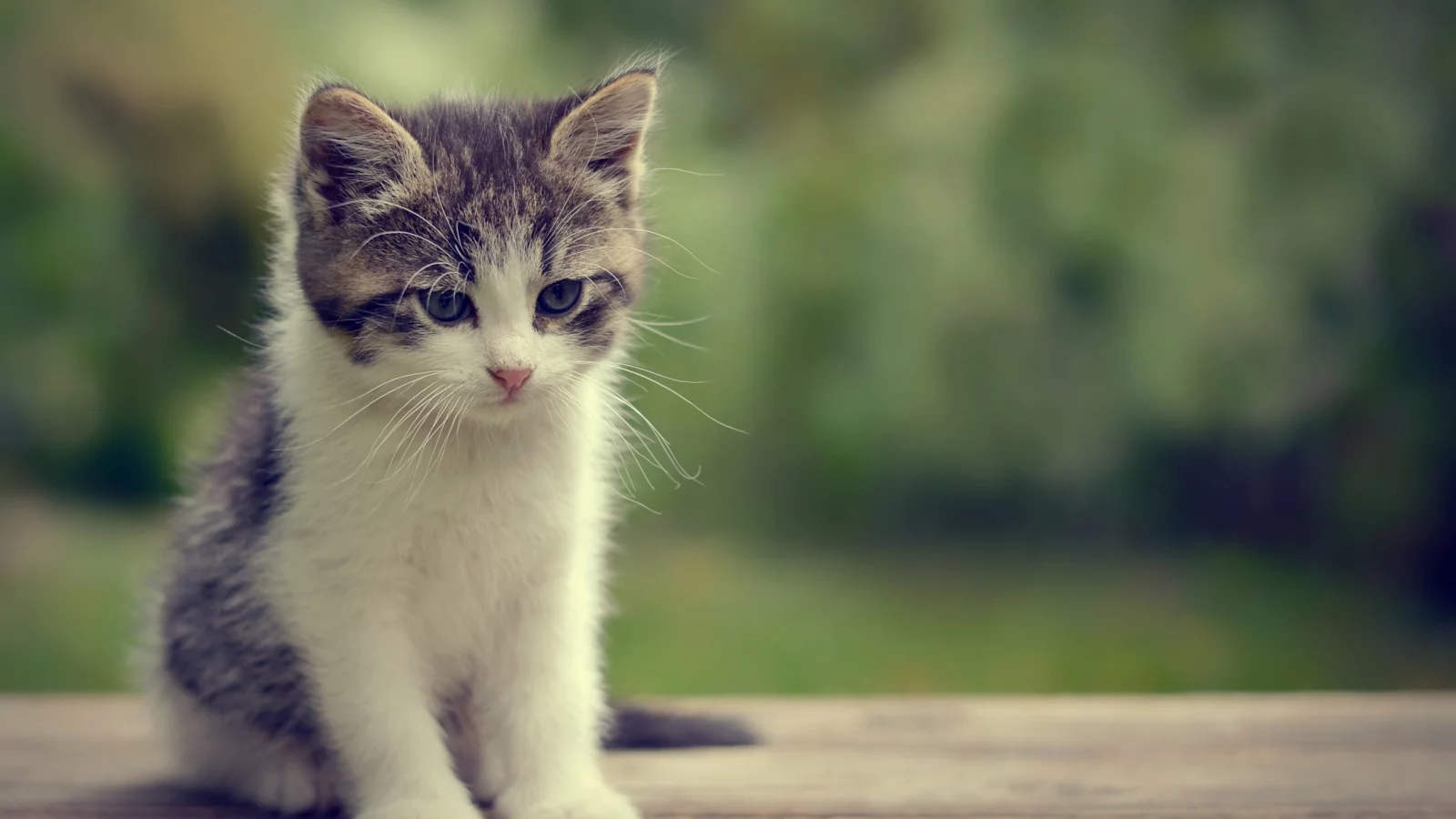 животные, котенок, маленький